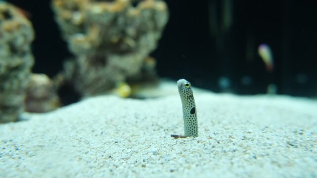Garden eel peeking out from sand burrow with subtle cautious movement in aquarium