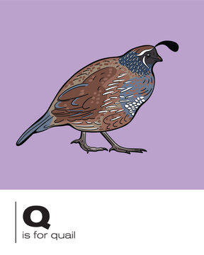 Q is for Quail alphabet flash card illustration in vector 