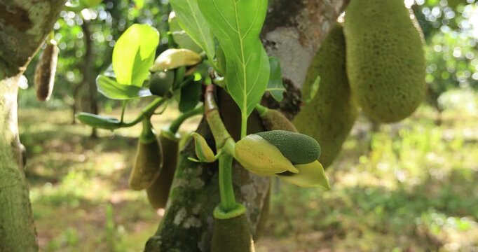 Green jackfruit grow on the Jackfruit tree