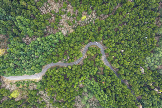 Aerial view of a winding asphalt road snaking through a dense green forest with a single white car driving through the trees Vallombrosa, Tuscany, Italy.