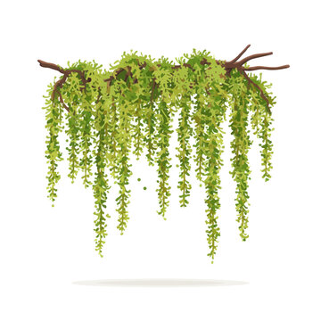 Green hanging vine plant on branch isolated