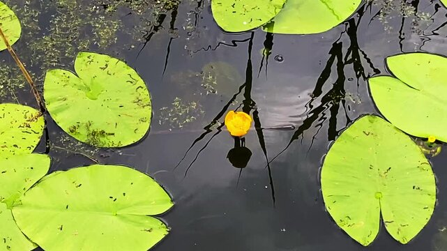 Yellow Water Lily Among Green Pads on Calm Pond Surface