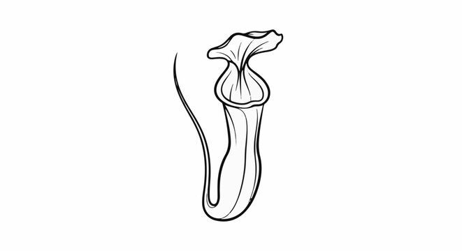 Outline drawing of a single pitcher plant on white background