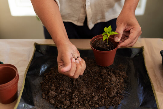 Mid-adult man repotting seedling at covered table, wearing beige shirt and holding nursery pot