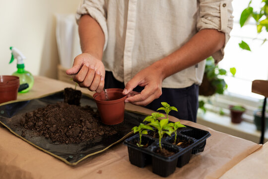 Mid-adult man preparing seedlings at table near window, placing soil into small brown plastic pot