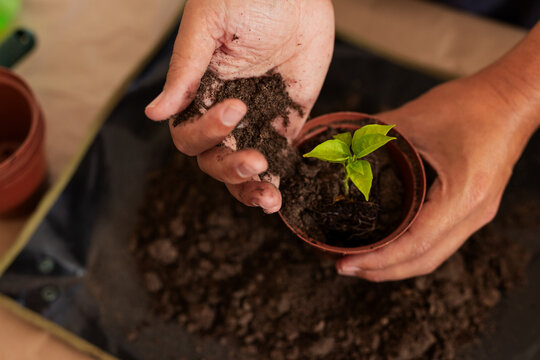 Middle-aged man holding brown plastic pot and sprinkling potting soil around green seedling on mat