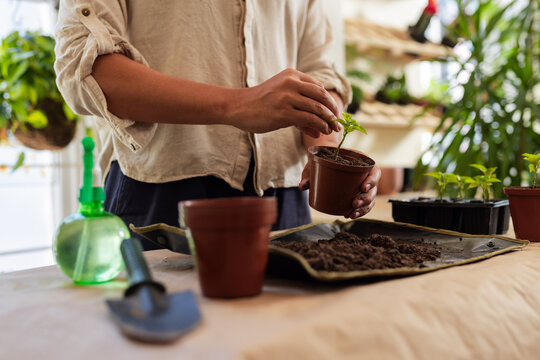 Mid-adult man tending seedling, repotting into small brown plastic pot at home potting station