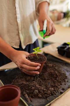 Man wearing shirt holding terracotta pot misting seedling using spray bottle at home potting table