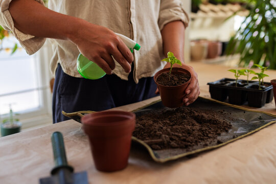Man in rolled-sleeve shirt spraying seedling in pot at sunlit table with green sprayer