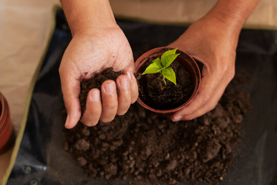 Mid adult man planting seedling and handling soil on protective mat with plastic pots