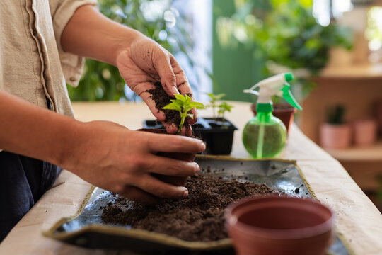 Mid adult man potting green seedling into terracotta pot at home wearing rolled-up beige sleeves