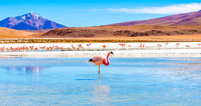 Flamingos In Eduardo Avaroa Reserve Lagoon