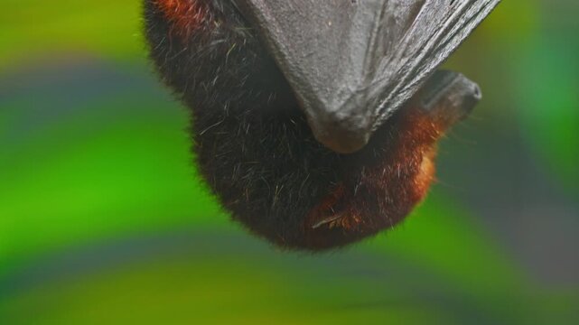 Flying fox closeup. Hanging upside down from a tree branch, daylight. Mauritius