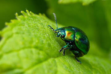 Mint leaf beetle - Chrysolina herbacea, beautiful metallic leaf beetle native to the European meadows and bushes, Czech Republic. © David