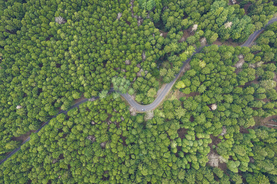 Aerial view of a winding asphalt road with a single white car driving through the dense green forest of Vallombrosa, Tuscany, Italy.