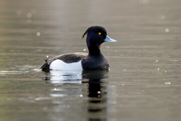 Fototapeta premium Male Tufted Duck Swimming On Lake