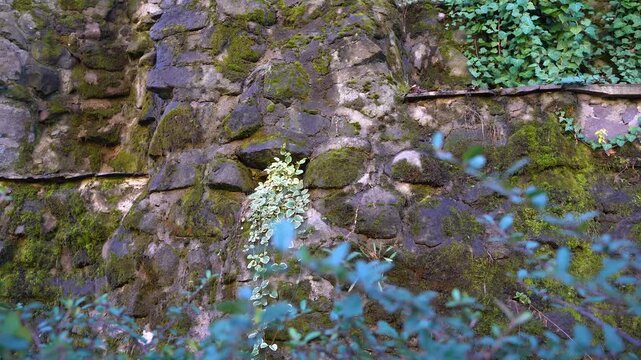 Close up of green moss on rock texture background