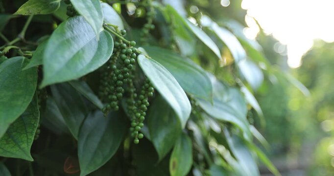 Black pepper fruits grow on tree in garden
