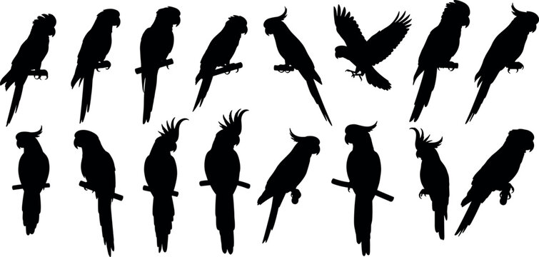 Parrot silhouette collection with different poses perched and flying tropical bird set isolated vector illustration design elements