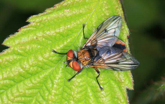Breitfl&uuml;gelige Raupenfliege, Ektophasia crassipennis, m&auml;nnlich. Die Larven leben parasitisch in Wanzen, prim&auml;r Baumwanzen, es sind Endoparasiten.