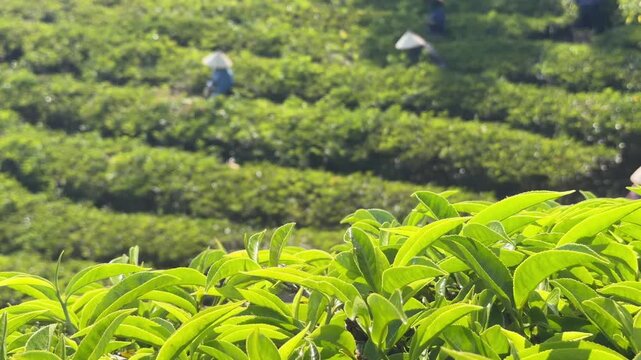 Workers maintain tea bushes between plantation rows performing routine agricultural care across cultivated hillside terrain typical for manual farming activity. Tea cultivation.
