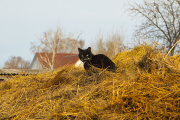 Tuxedo Cat Sitting on Large Haystack in Rural Village Environment © Andrey
