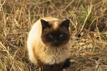 Siamese-Style Cat with Blue Eyes Sitting in Tall Dry Grass © Andrey