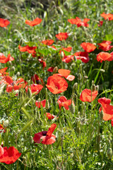 Obraz premium vibrant meadow of red poppies in the meadow in spring under the sunlight