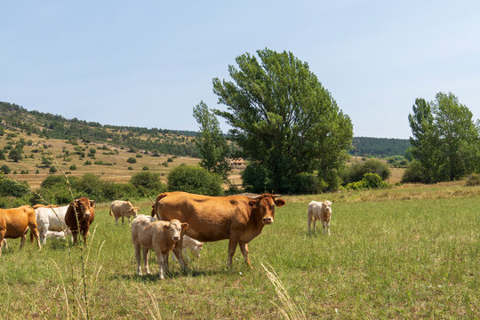 Cows grazing in the meadows of Alcala de la Selva Teruel Spain summer time Gudar mountains