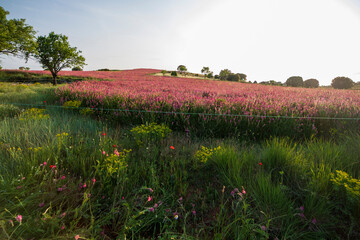 Obraz premium Fields filled with pink flowers in spring, Onobrychis vicifolia in bloom in Teruel, Aragon, Spain.