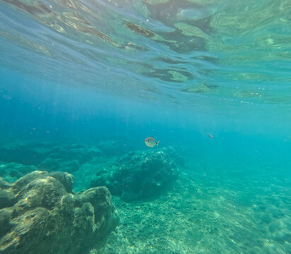 Underwater image in the clear waters of the Mediterranean Sea in Sardinia during summer while snorkeling.

Cala Mariolu maintains its wild essence to preserve the ecosystem of the Gulf of Orosei.