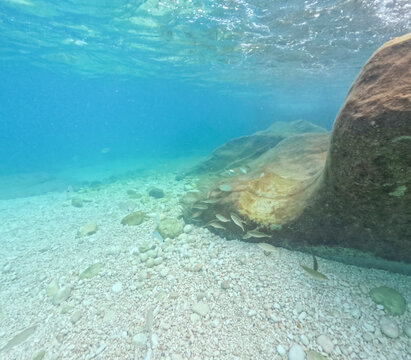 Underwater image in the clear waters of the Mediterranean Sea in Sardinia during summer while snorkeling.

Cala Mariolu maintains its wild essence to preserve the ecosystem of the Gulf of Orosei.