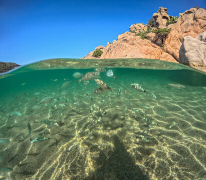 
Underwater image in the clear waters of the Mediterranean Sea in Sardinia during the summer while snorkeling Italy
