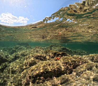 
Underwater image in the clear waters of the Mediterranean Sea in Sardinia during the summer while snorkeling Italy