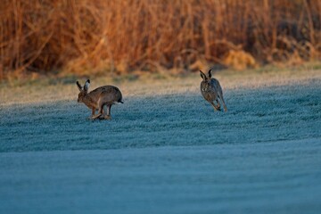 brown hares running in a frosty field © Warren Pritchard