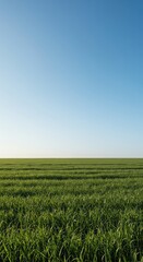 Obraz premium A vast, unbroken field under a soft blue sky, symbolizing tranquility, stillness, and a clear, blank canvas for hope and serenity and potential, light, backdrop, tranquility