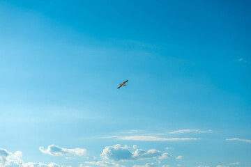 Fototapeta premium Lone seagull soaring gracefully against a vast, clear blue sky with scattered clouds