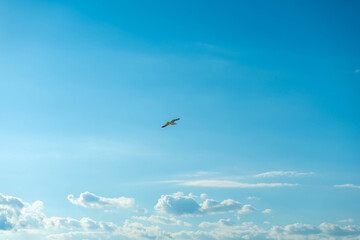 Fototapeta premium A lone seagull soars gracefully through a vast, clear blue sky with scattered clouds