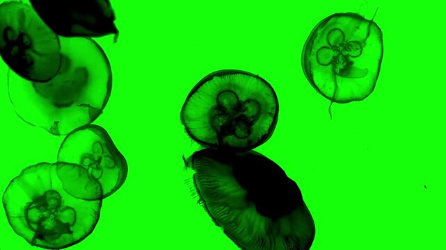 Silhouette of jellyfish swimming underwater with air bubbles on green background. Chroma key green screen for composite and presentation.