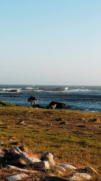 an ostrich on the ocean shore near the Cape of Good Hope