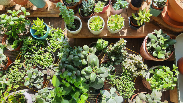 Succulents plants arranged in a garden display with pots and trays under sunlight