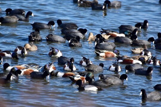 Waterfowl at the wastewater