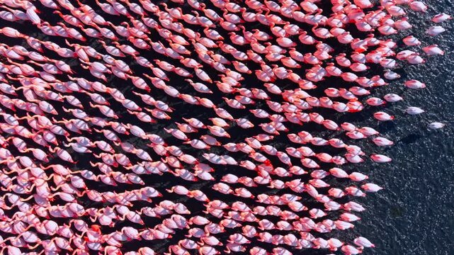 Dense pattern of pink flamingos from top down view. Overhead aerial shot showing a repetitive pattern of pink flamingos packed together in water.