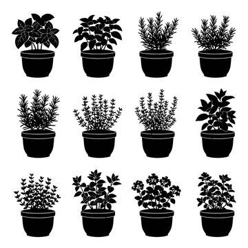 Various plants in pots are arranged on a table for display purposes indoors