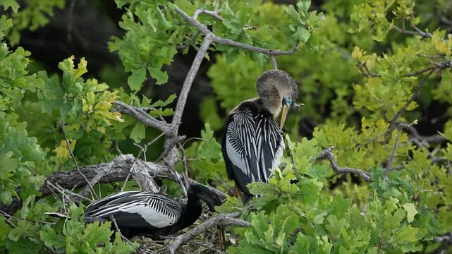 Two Anhinga in their nest in the spring