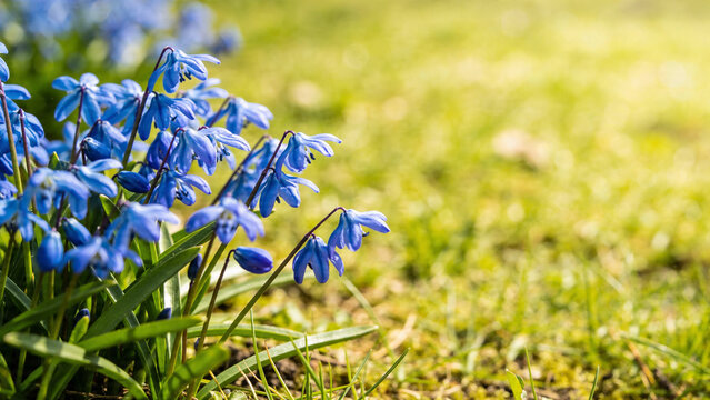 Blue Siberian squill flowers (Scilla siberica) blooming in a spring garden on a sunny lawn