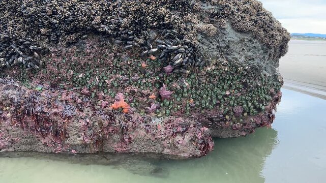 Sea life attached to sea stacks exposed during a minus tide, at Face Rock beach in Bandon, Oregon.