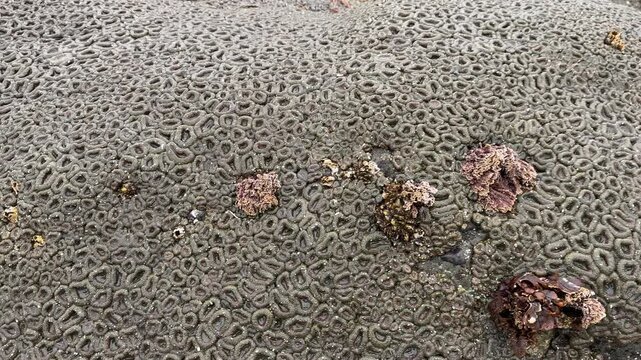 Sea life attached to sea stacks exposed during a minus tide, at Face Rock beach in Bandon, Oregon.