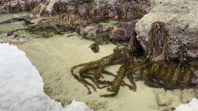 Sea life attached to sea stacks exposed during a minus tide, at Face Rock beach in Bandon, Oregon.