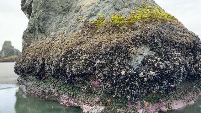 Sea life attached to sea stacks exposed during a minus tide, at Face Rock beach in Bandon, Oregon.